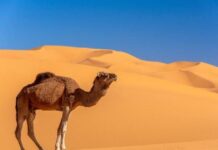 Con lạc đà số mấy ý nghĩa gì trong tâm linh và dân gian