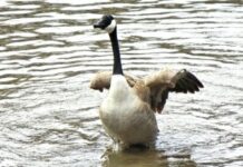 Con ngỗng số mấy? Ý nghĩa ngỗng trong quan niệm dân gian con ngỗng số mấy